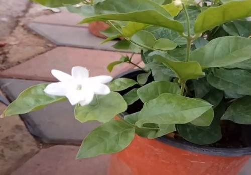 茉莉怎么过冬