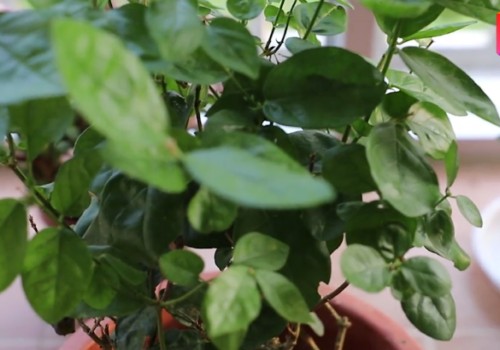 茉莉花叶子干枯怎么办