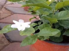 茉莉怎么过冬