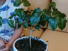 茉莉花叶子太大且凹凸不平怎么办