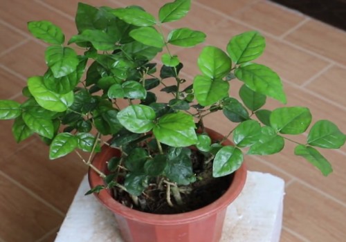 盆栽茉莉花怎么过冬