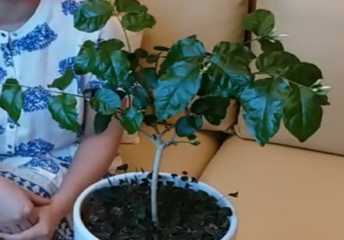 茉莉花叶子太大且凹凸不平怎么办