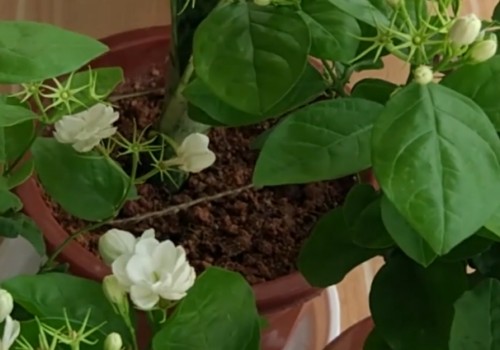 茉莉花只长叶子不开花怎么办