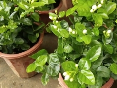 如何养好茉莉花