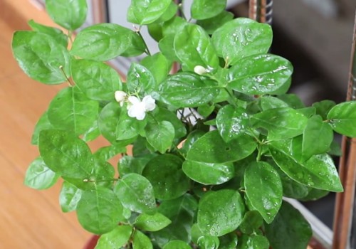 茉莉花叶子发黄怎么办