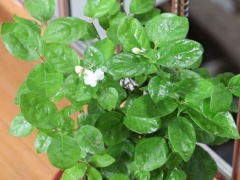 茉莉花叶子发黄怎么办