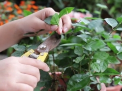 茉莉花怎样养护才能多开花