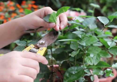 茉莉花怎样养护才能多开花