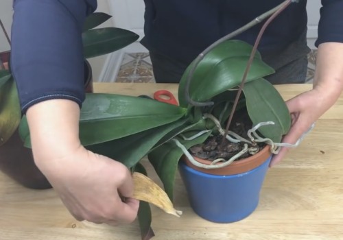 蝴蝶兰下面黄叶怎么办1