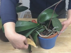 蝴蝶兰下面黄叶怎么办