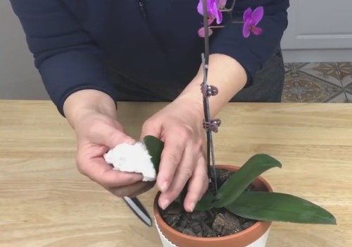 蝴蝶兰下面黄叶怎么办5