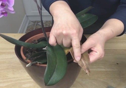 蝴蝶兰下面黄叶怎么办2