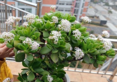 秋天玉树怎么养才能开花