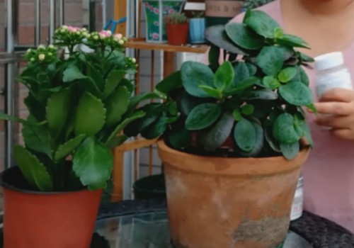盆栽长寿花秋季怎么养护