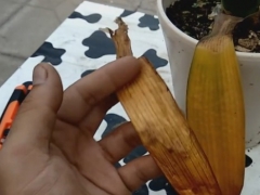 君子兰底部黄叶怎么办