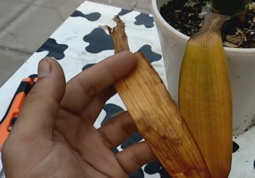 君子兰底部黄叶怎么办