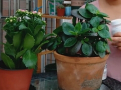 盆栽长寿花秋季怎么养护