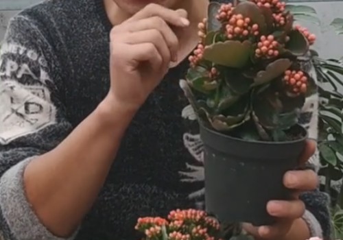 长寿花徒长但有花苞不开花怎么办3