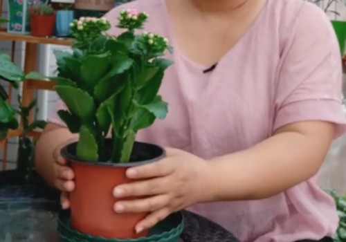 刚买回来带花苞的长寿花怎么养护