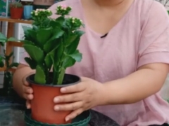 刚买回来带花苞的长寿花怎么养护