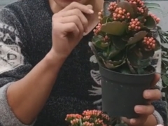长寿花徒长但有花苞不开花怎么办