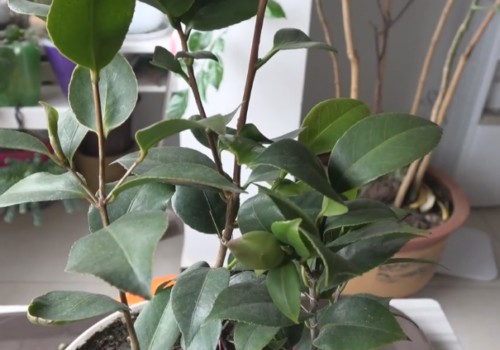 茶花冬季怎样管理-放在室外比室内好