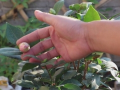 利用厨房废品增大茶花花苞促进开花
