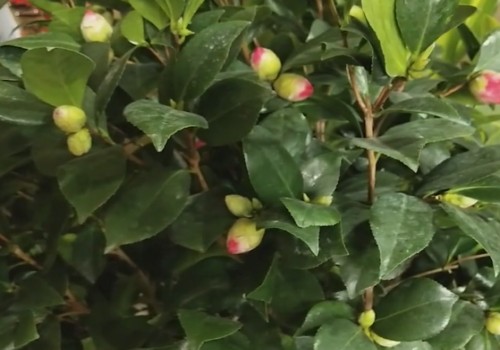 让茶花长势更旺、花苞更多、开花更艳的方法