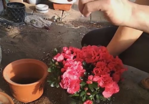 新买的杜鹃花怎么换盆