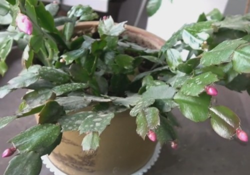 蟹爪兰为什么掉花苞