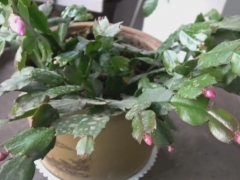 蟹爪兰为什么掉花苞