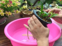 盆栽铁皮石斛怎么养