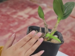 盆栽铁皮石斛生长缓慢怎么办