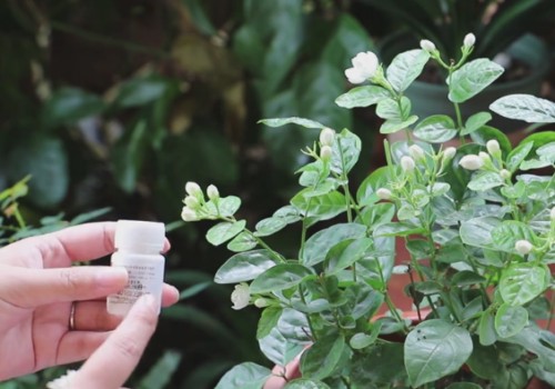 茉莉花生长缓慢且不开花怎么办3