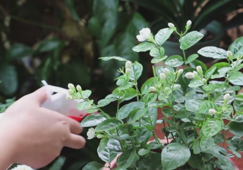 茉莉花生长缓慢且不开花怎么办2