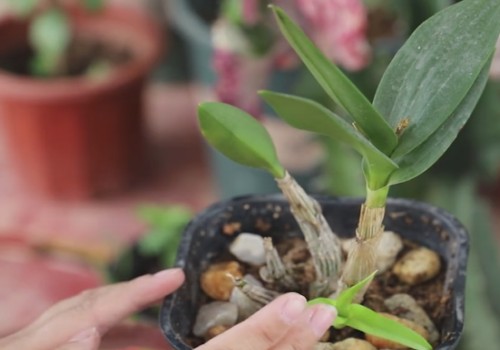如何将盆栽铁皮石斛养得花繁叶茂3