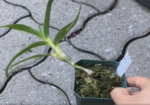 石斛兰怎么换盆1
