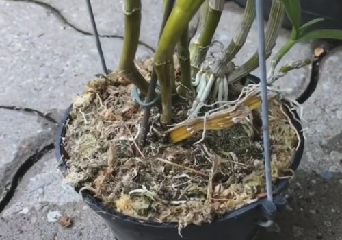 石斛兰怎么换盆6