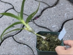 石斛兰怎么换盆(图解)