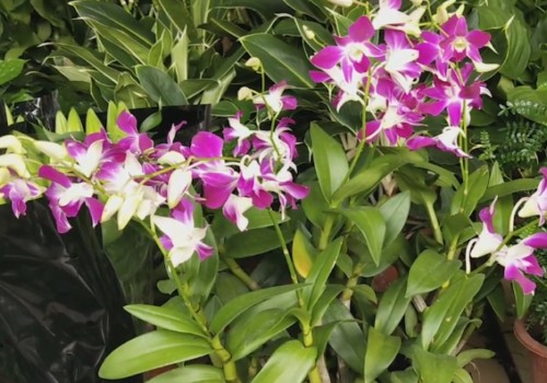 石斛兰没有花芽或花芽少怎么办