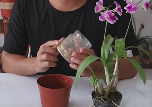 石斛兰的换盆方法和过程2