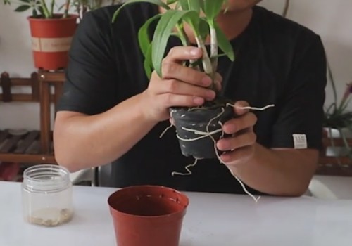 石斛兰的换盆方法和过程4