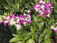 石斛兰没有花芽或花芽少怎么办