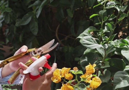 三角梅只长枝叶不开花怎么办3