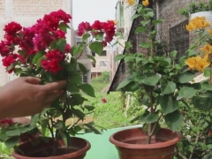 三角梅落花怎么办