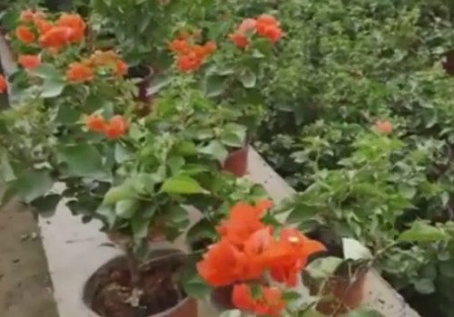 怎样给三角梅催花