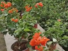怎样给三角梅催花
