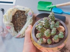 如何给钱串换盆