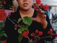 三角梅枝条细长不开花怎么办