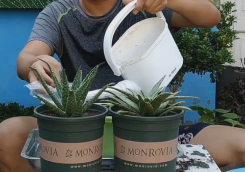 芦荟秋季换盆方法7